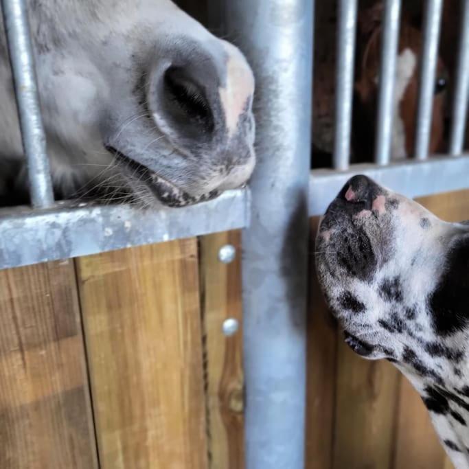 Gite Au Haras D'Agathe Et Ses Princes Les Barils Exterior foto